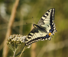 Butterfly on a blade.
