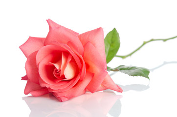 Beautiful pink rose isolated on white background