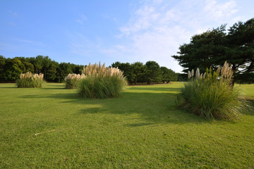 大草原＠国営ひたち海浜公園