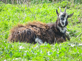 Goat on a meadow