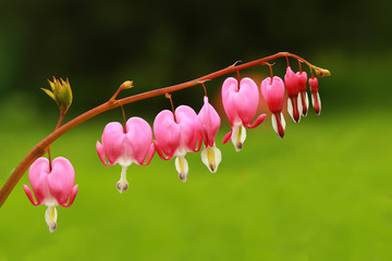 Beautiful Dicentra flower