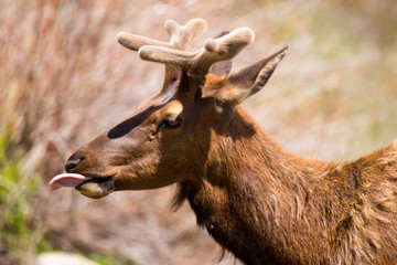 Young Bull Elk Feeding Grass in Rocky mountain National Park © ricktravel