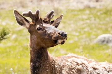 Young Bull Elk Feeding Grass in Rocky mountain National Park