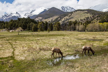 Elk grazing grass Rocky Mountain National Estes Park Colorado