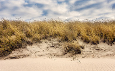 Fototapeta na wymiar Sylt - Beach Grass