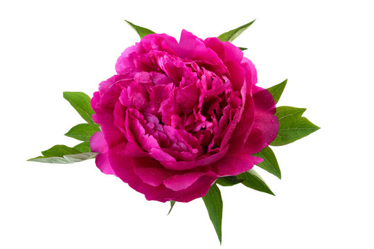 Fototapeta peony flower pink color