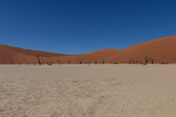Fototapeta na wymiar Tote Akazienbäume im Deadvlei in der Namib-Wüste - Namib-Naukl