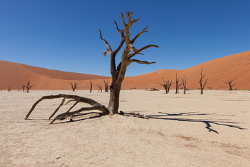 Fototapeta na wymiar Tote Akazienbäume im Deadvlei in der Namib-Wüste, Namibia