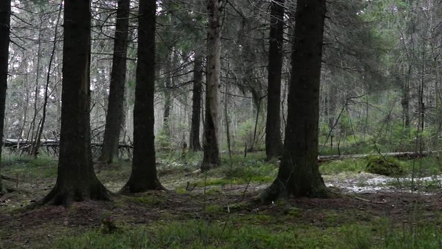 Spring pine forest