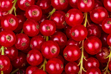 Redcurrant berries background. Red currant in close-up.