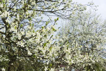 white flowers in the spring plum tree