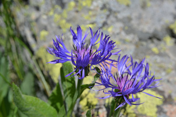 blue cornflowers