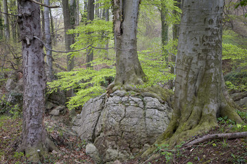 Felsenmeer, Hemer, Sauerland, Nordrhein-Westfalen, Deutschland