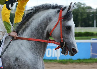 Portrait gray arabian stallion in motion on hippodrome