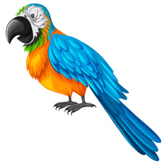 Parrot with yellow and blue feather