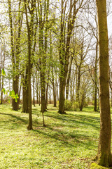 Obraz premium Forest in spring