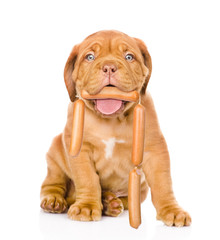 Bordeaux puppy dog holding sausages in the mouth. isolated on wh