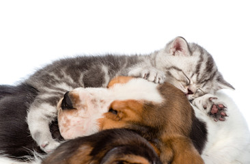 Tabby kitten sleeping on puppies basset hound. isolated on white