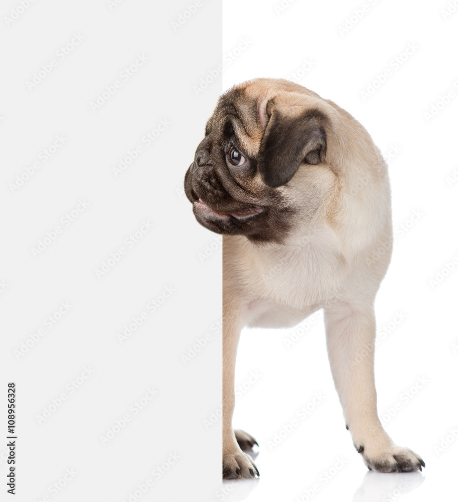 Poster pug puppy peeking from behind empty board. isolated on white bac