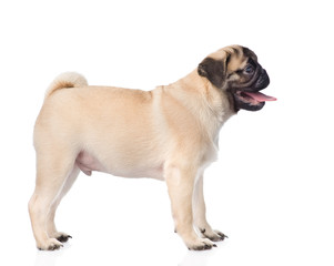 pug puppy standing in profile. isolated on white background