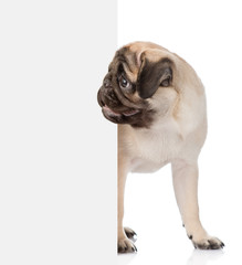 Pug puppy peeking from behind empty board. isolated on white bac