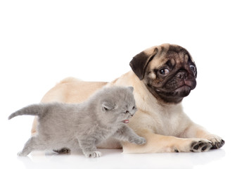 Scottish cat with pug puppy. isolated on white background