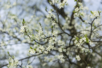 white flowers in the spring plum tree