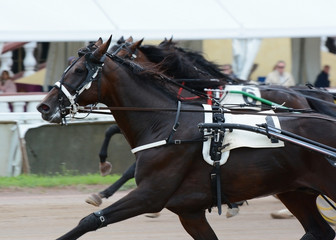 Portrait bay trotter in motion 