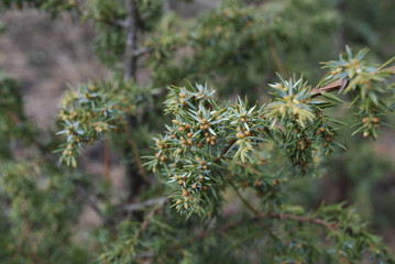 Common juniper (Juniperus communis Schneverdinger Goldmachangel) buds in April. Springtime.