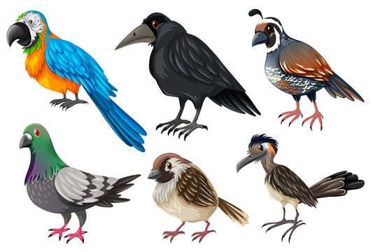 Different kind of wild birds
