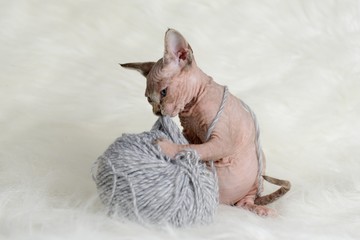 Hairless little kitten plays with a yarn