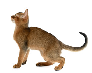 Cute kitten isolated on white background