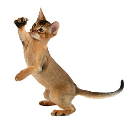 Cute kitten isolated on white background