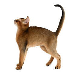 Cute kitten isolated on white background