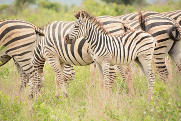 Burchell's zebra foal with the herd paying attention to other activity in the bush