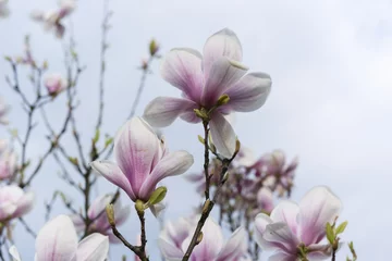 Foto op Canvas flowering tree Magnolia stellata in the garden © lapis2380