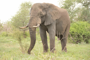 African elephant bull grazing peacefully 