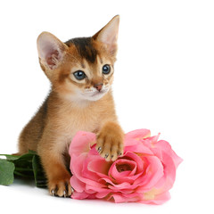 Valentine theme kitten with pink rose