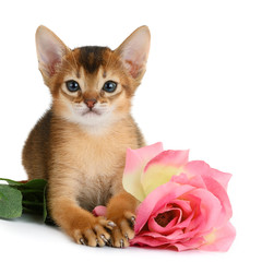 Fototapeta na wymiar Valentine theme kitten with pink rose