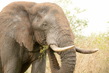 African bull elephant eating while moving through the bush