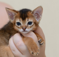 Portrait of a cute abyssinian kitten