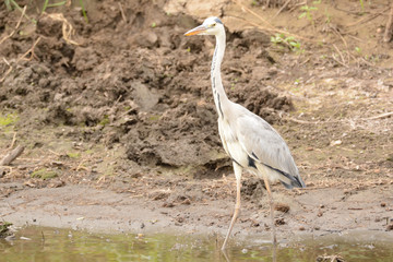 Grey heron standing motionless for hours waiting for prey to move close and within striking range 