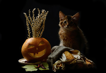 Scary halloween pumpkin jack-o-lantern and somali kitten on black background