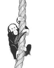 Little baboon monkey swinging on a rope
