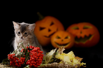 Scary halloween pumpkin jack-o-lantern and somali kitten on black background