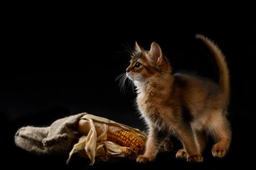 Cute somali kitten on the black background