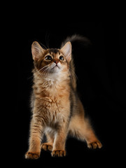 Cute somali kitten on the black background