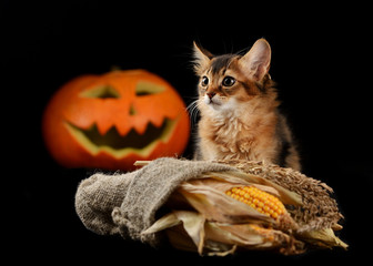 Scary halloween pumpkin jack-o-lantern and somali kitten on black background