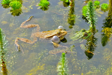 Crapaud et grenouille verte, printemps