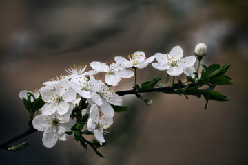 apricot branch closeup with white flowers